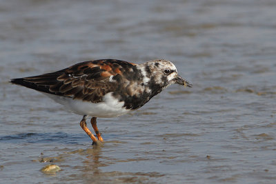 Arenaria interpres -Turnstone