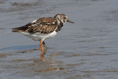Arenaria interpres -Turnstone