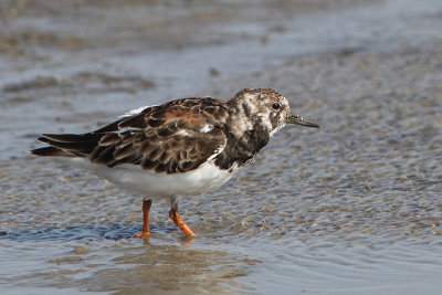 Arenaria interpres -Turnstone