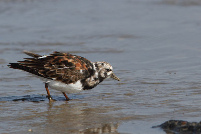 Arenaria interpres -Turnstone