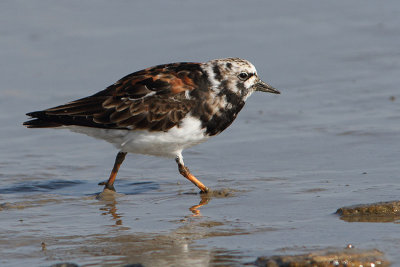 Arenaria interpres -Turnstone