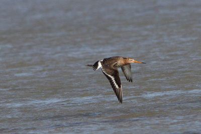 Limosa limosa - Black-tailed Godwit