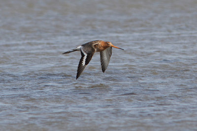 Limosa limosa - Black-tailed Godwit