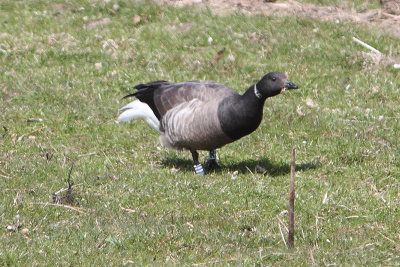 Brent Goose LRB=