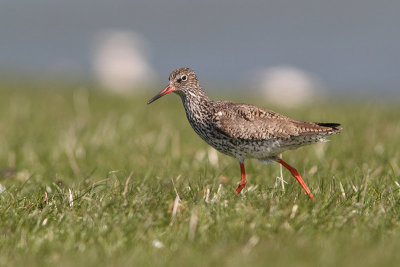 Tringa totanus - Common Redshank