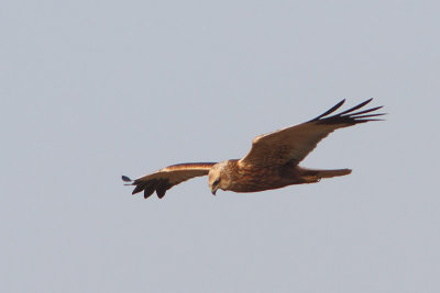 Circus aeruginosus - Western Marsh Harrier