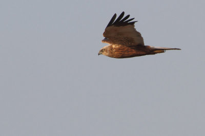 Circus aeruginosus - Western Marsh Harrier