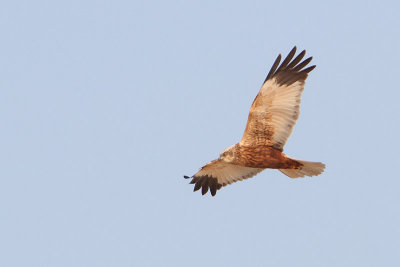 Circus aeruginosus - Western Marsh Harrier