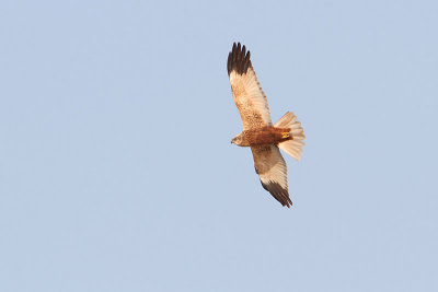 Circus aeruginosus - Western Marsh Harrier