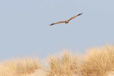 Circus aeruginosus - Western Marsh Harrier