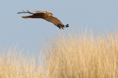 Circus aeruginosus - Western Marsh Harrier