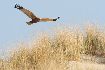 Circus aeruginosus - Western Marsh Harrier