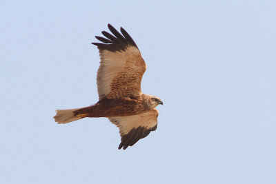 Circus aeruginosus - Western Marsh Harrier