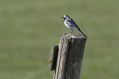 Motacilla alba - White Wagtail
