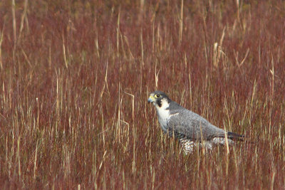 Falco peregrinus - Peregrine