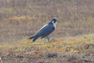Falco peregrinus - Peregrine