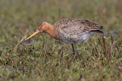 Limosa limosa - Black-tailed Godwit
