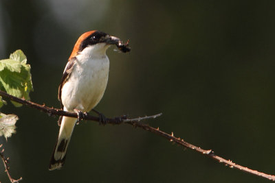 Lanius senator - Woodchat Shrike