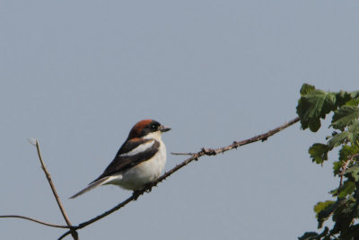 Lanius senator - Woodchat Shrike