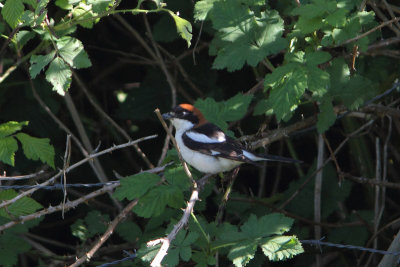 Lanius senator - Woodchat Shrike