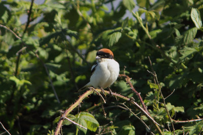 Lanius senator - Woodchat Shrike