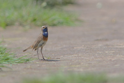 Luscinia svecica - Bluethroat