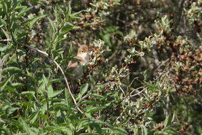 Acrocephalus palustris - Marsh Warbler