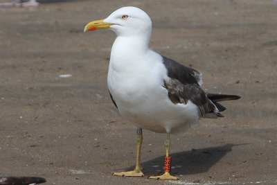 Lesser Black-backed Gull O[T069]