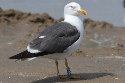 Lesser Black-backed Gull Bu[NKAG]
