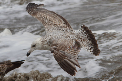 Larus argentatus - Herring Gull