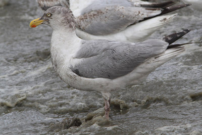 Larus argentatus  - Herring Gull
A wet and dirty-looking gull.