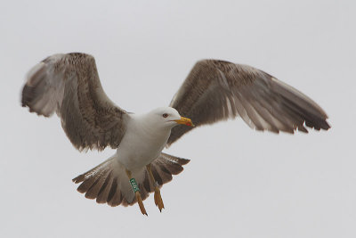 Lesser Black-backed Gull G[YAWS]