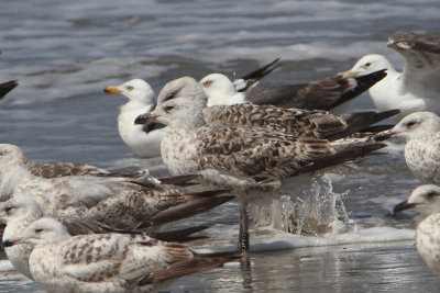 Great Black-backed Gull Bk[JP872]