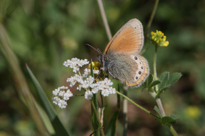 Coenonympha gardetta - Alpine Heath