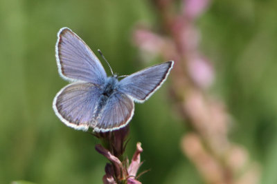 Plebeius argus - Silver-studded Blue