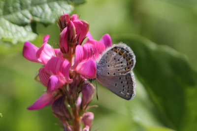Plebeius idas - Idas Blue