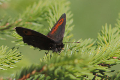 Erebia ligea - Arran Brown