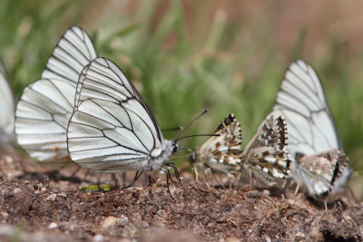 Aporia crataegi - Black-veined White