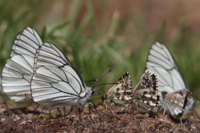 Aporia crataegi - Black-veined White