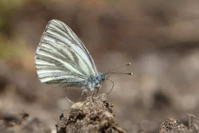 Piersis bryoniae - Mountain Green-veined White