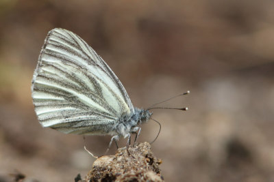 Piersis bryoniae - Mountain Green-veined White