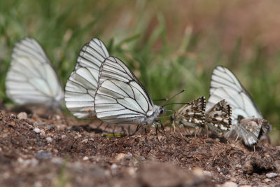 Aporia crataegi - Black-veined White