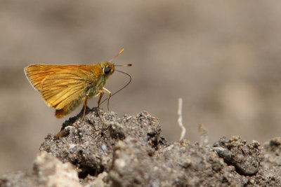 Ochlodes sylvanus - Large Skipper