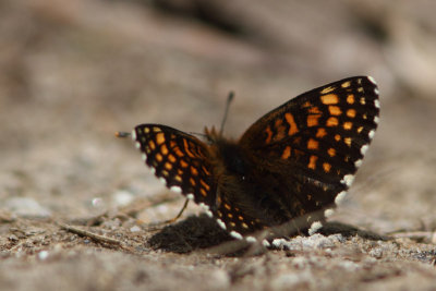 Melitaea diamina - False Heath Fritillary