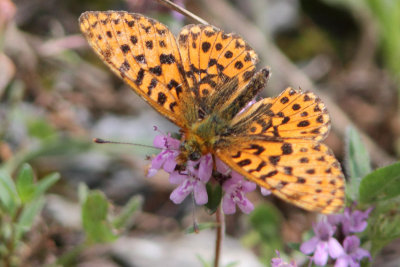 Boloria euphrosyne - Pearl-bordered Fritillary
