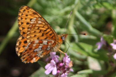 Boloria euphrosyne - Pearl-bordered Fritillary