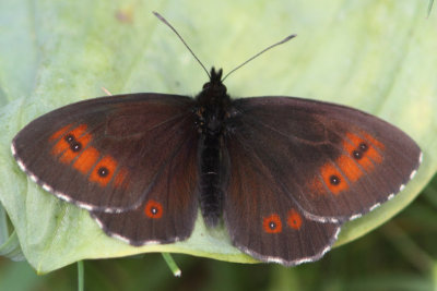 Erebia ligea - Arran Brown