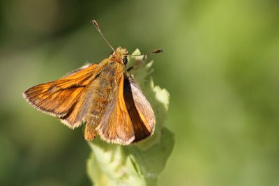 Ochlodes sylvanus - Large Skipper