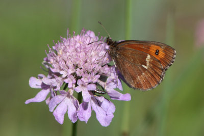 Erebia ligea - Arran Brown