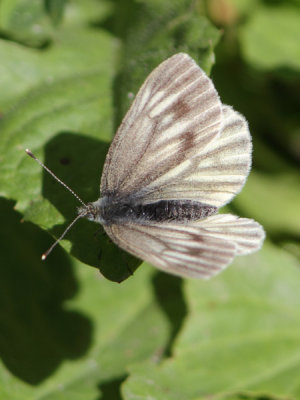Piersis bryoniae - Mountain Green-veined White